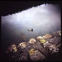 Edition 1/10 - Duck on Yew Tree Tarn, The Lake District Photograph, 2022