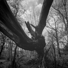 Edition 1/10 - Fallen Tree, Thornham Walks, Suffolk Photograph, 2009
