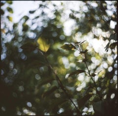Edición 1/10 - Fotografía Floral Bokeh Swirls, 2009