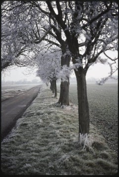 Edition 1/10 - Frosty Trees, Occold, Suffolk Photograph, 2015