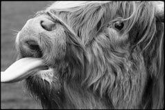 Edition 1/10 - Highland Cattle, Baylham Rare Breeds, Suffol Photograph, 2015