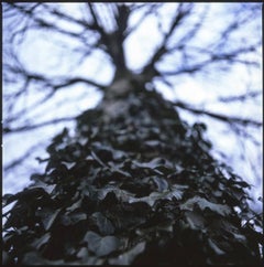 Edition 1/10 - Ivy I Photograph, 2015