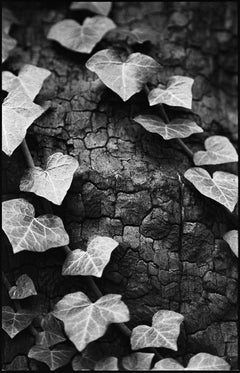 Edition 1/10 - Ivy, Thornham Walks, Suffolk Photograph, 2011