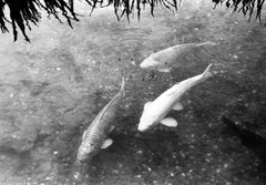 Edition 1/10 - Koi Fish, Prague, Czech Republic, Silver Gelatin Photograph