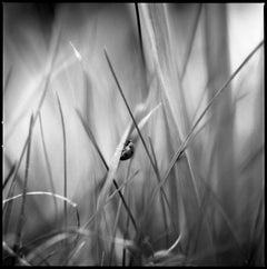 Edition 1/10 - Ladybird Photograph, 2011