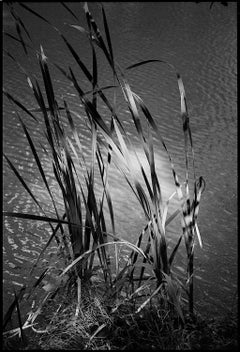 Édition 1/10 - Light on Bulrush, Cambridge, photographie à la gélatine argentique