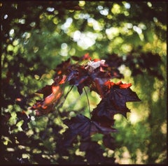 Edition 1/10 - Maple Leaves Photograph, 2009
