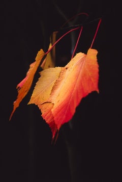 Edition 1/10 - Maple Leaves Photograph, 2015