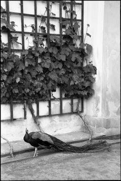 Edition 1/10 - Peacock, Czech Republic, Prague, Silver Gelatin Photograph