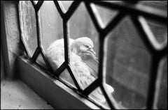 Edition 1/10 - Pigeon, Oxburgh Hall Photograph, 2017