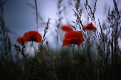 Edition 1/10 - Poppy's, Suffolk, C-Type Photograph