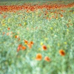 Ausgabe 1/10 - Poppy's, Suffolk, C-Type Photograph