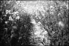 Edition 1/10 - Rapeseed, Suffolk Photograph, 2010