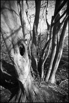 Edición 1/10 - Árbol en sombra, Bosque de Thorndon, Fotografía de Suffolk, 2015
