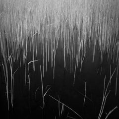 Edition 1/10 - Silver Print - Water Reeds, Lopham Fen, Suffolk Photograph, 2010