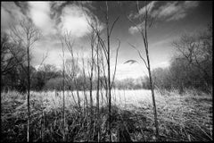 Edition 1/10 - Stems, Thorndon Woodland, Suffolk Photograph, 2015
