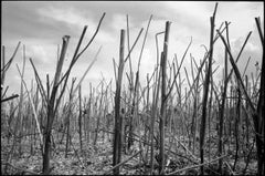 Edition 1/10 - Stubble, Occold, Suffolk Photograph, 2015