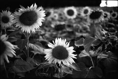 Edition 1/10 - Sunflowers, Couziers, France, Silver Gelatin Photograph