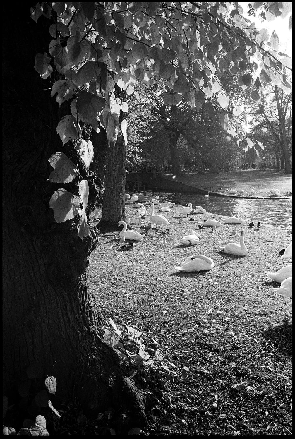 Paul Cooklin Black and White Photograph - Edition 1/10 - Swans, Bruges, Belgium, Silver Gelatin Photograph