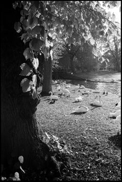 Edition 1/10 - Swans, Bruges, Belgium, Silver Gelatin Photograph