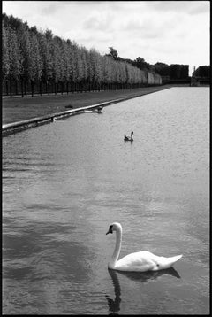 Edition 1/10 - Swans, Chateau Champs de Bataille, France Photograph, 2017