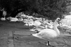 Edition 1/10 - Swans, Czech Republic, Prague, Silver Gelatin Photograph