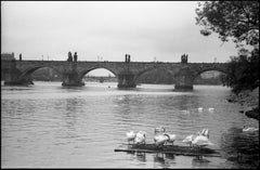 Edition 1/10 - Swans, Vltava, Czech Republic, Prague, Silver Gelatin Photograph