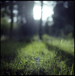 Edition 1/10 - Thornham Walks, Suffolk Photograph, 2010