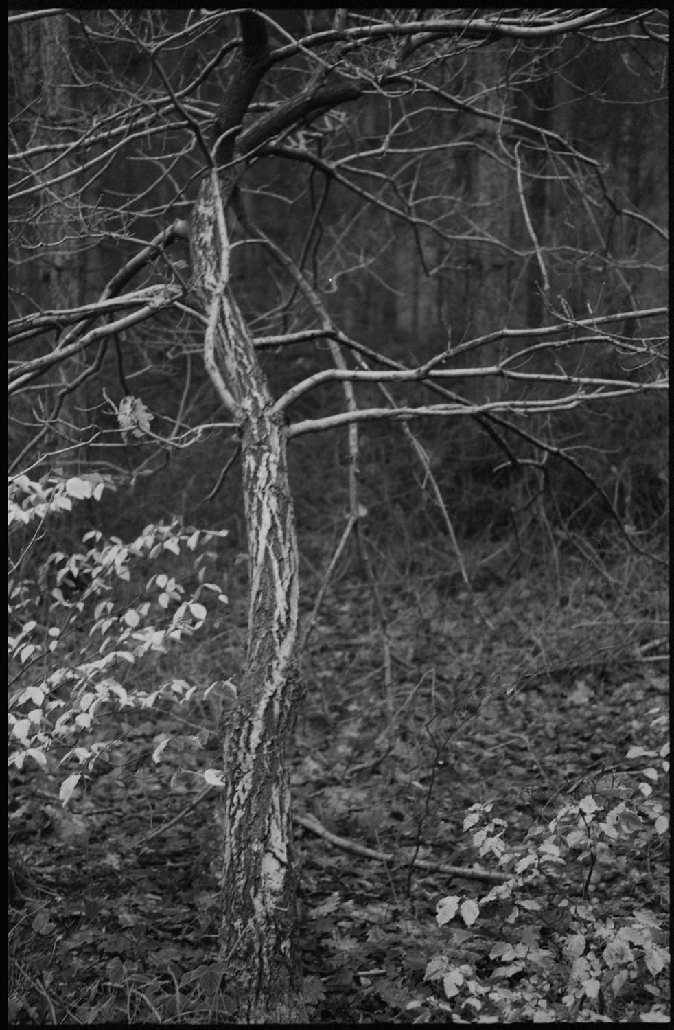 Paul Cooklin Landscape Photograph - Edition 1/10 - Thorpe Forest, Thetford, Norfolk, Silver Gelatin Photograph