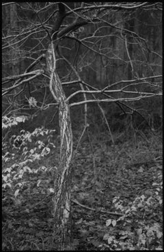 Edición 1/10 - Bosque de Thorpe, Thetford, Norfolk, Fotografía en gelatina de plata