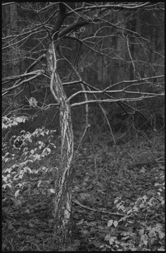 Edition 1/10 - Thorpe Forest, Thetford Photograph, 2021