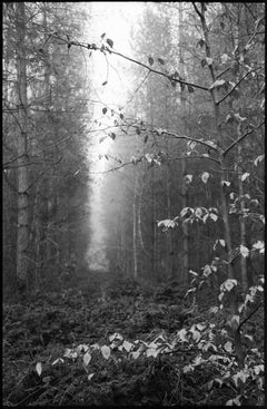 Edition 1/10 - Thorpe Forest, Thetford, Suffolk Photograph, 2021
