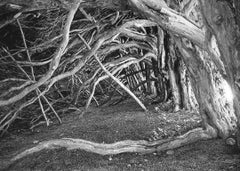 Edition 1/10 - Tree Branches and Roots, Blickling Estate, Norfolk Photograph