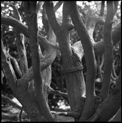 Edition 1/10 - Tree Branches, Melford Hall Photograph, 2014