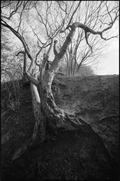 Edition 1/10 - Tree Branches, Thorndon Woodland, Suffolk Photograph, 2015