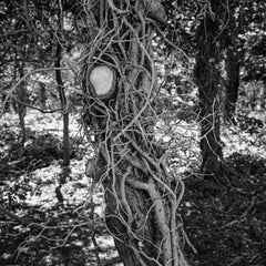Edition 1/10 - Tree, Dunwich, Suffolk Photograph, 2013
