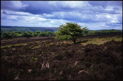 Edition 1/10 - Tree, Heathland, Exmoor, North Devon, C-Type Photograph