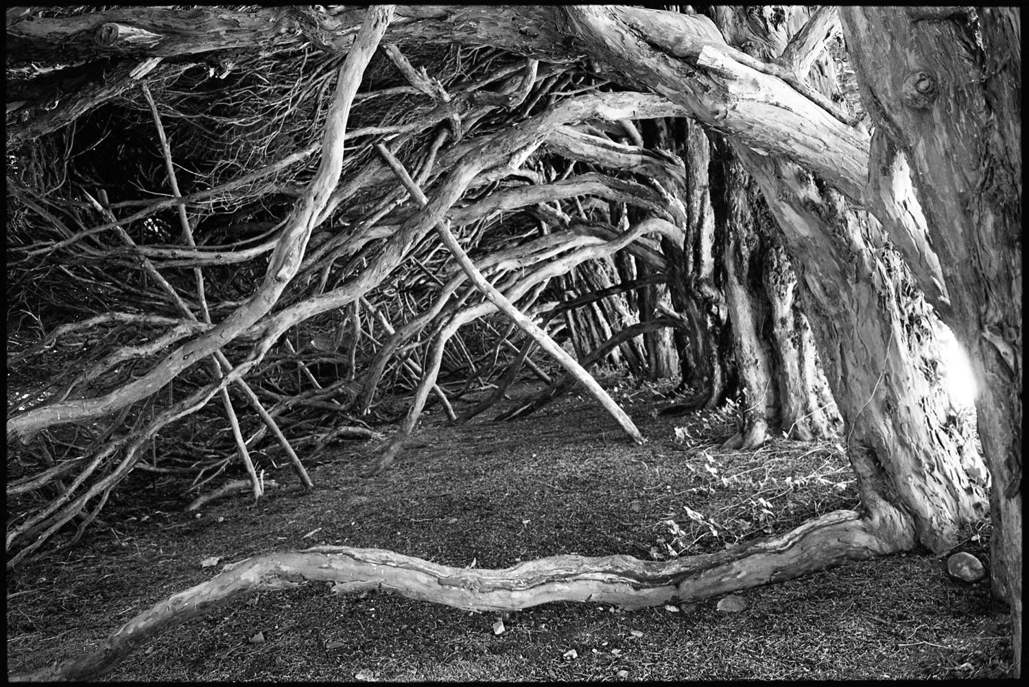 Paul Cooklin Black and White Photograph - Edition 1/10 - Tree Roots and Branches, Silver Gelatin Photograph