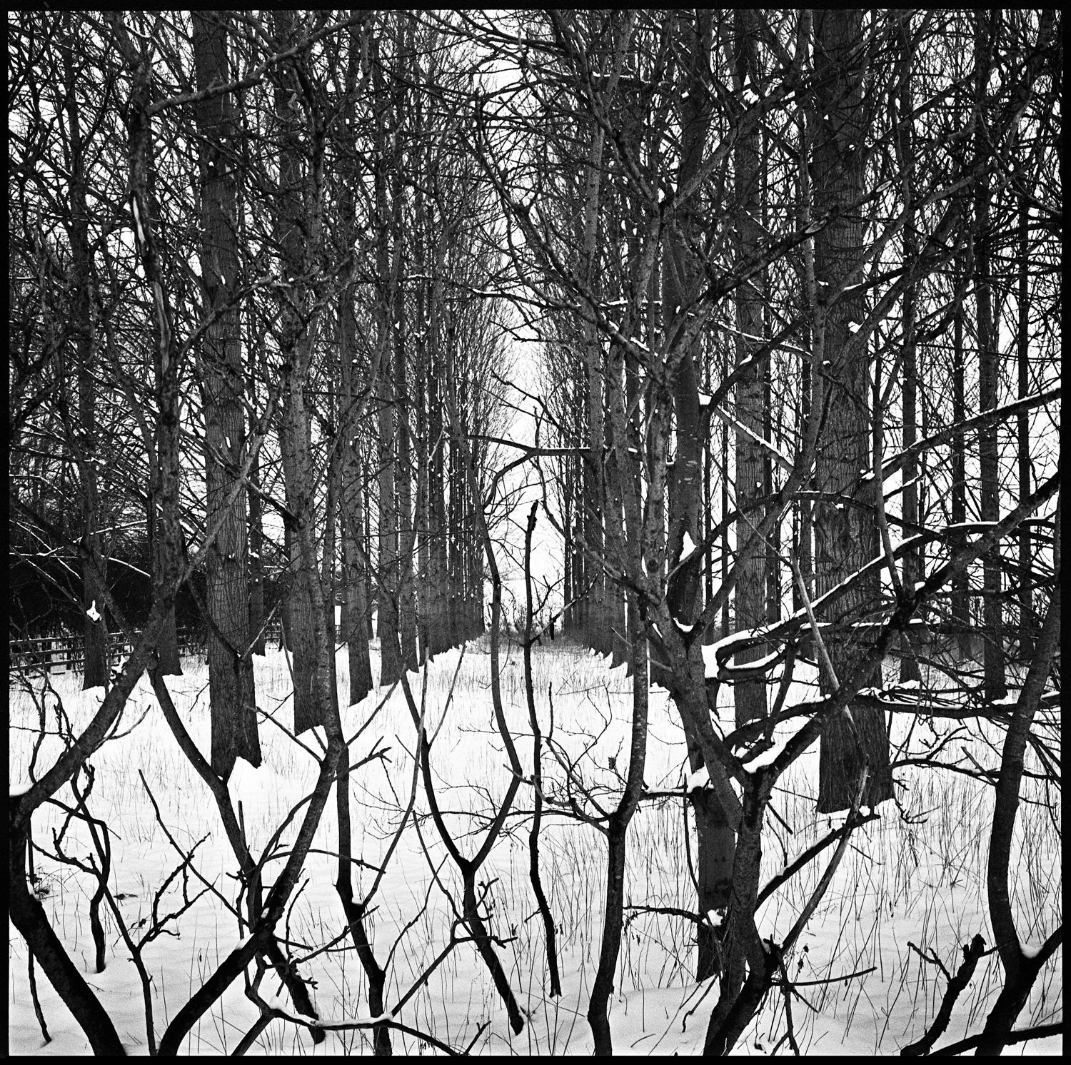Paul Cooklin Landscape Photograph - Edition 1/10 - Treeline, Beccles, Suffolk, Silver Gelatin Photograph