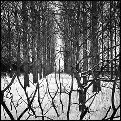 Édition 1/10 - Treeline, Beccles, Suffolk, photographie à la gélatine argentique