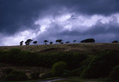 Edition 1/10 - Treeline, Exmoor, North Devon, C-Type Photograph