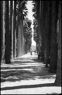 Edición 1/10 - Línea de árboles, Jnan Sbil, Fez, Marruecos, Fotografía Gelatina de Plata