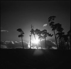 Edition 1/10 - Treeline, Sutton Hoo, Suffolk Photograph, 2014