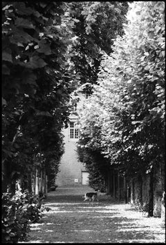 Edition 1/10 - Trees, Avranches, France 2016 Photograph, 2016