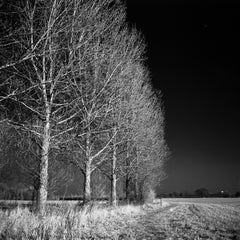 Édition 1/10 - Trees I, West Thorpe, Suffolk, photographie à la gélatine d'argent