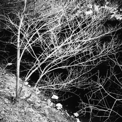 Edition 1/10 - Trees, Ladybower Reservoir I, Sheffield Photograph, 2013