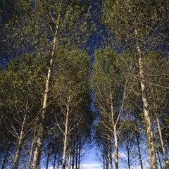 Edition 1/10 - Walsham Le Willows II Photograph, 2015