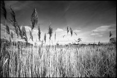 Edition 1/10 - Water Reeds, Thorndon Woodland, Suffolk Photograph, 2015