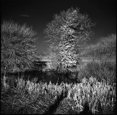 Edición 1/10 - West Thorpe III, Suffolk [Película infrarroja] Fotografía, 2013