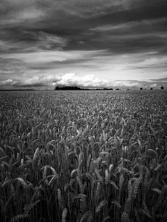 Edition 1/10 - Wheat Field, Occold, Suffolk, Silver Gelatin Photograph